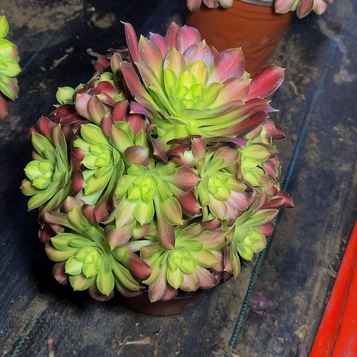 梵瞳园艺韶华锦06