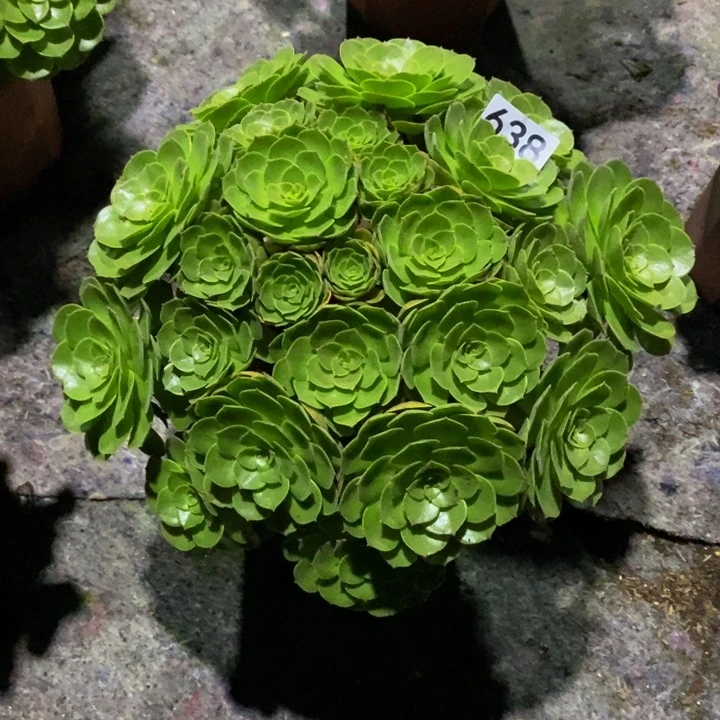 想***字万圣节多肉植物638