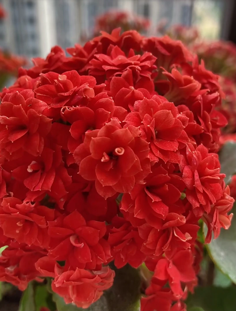 （火狐狸130盆）红色勤花品种 一代种苗基地直发 新手入门长寿花