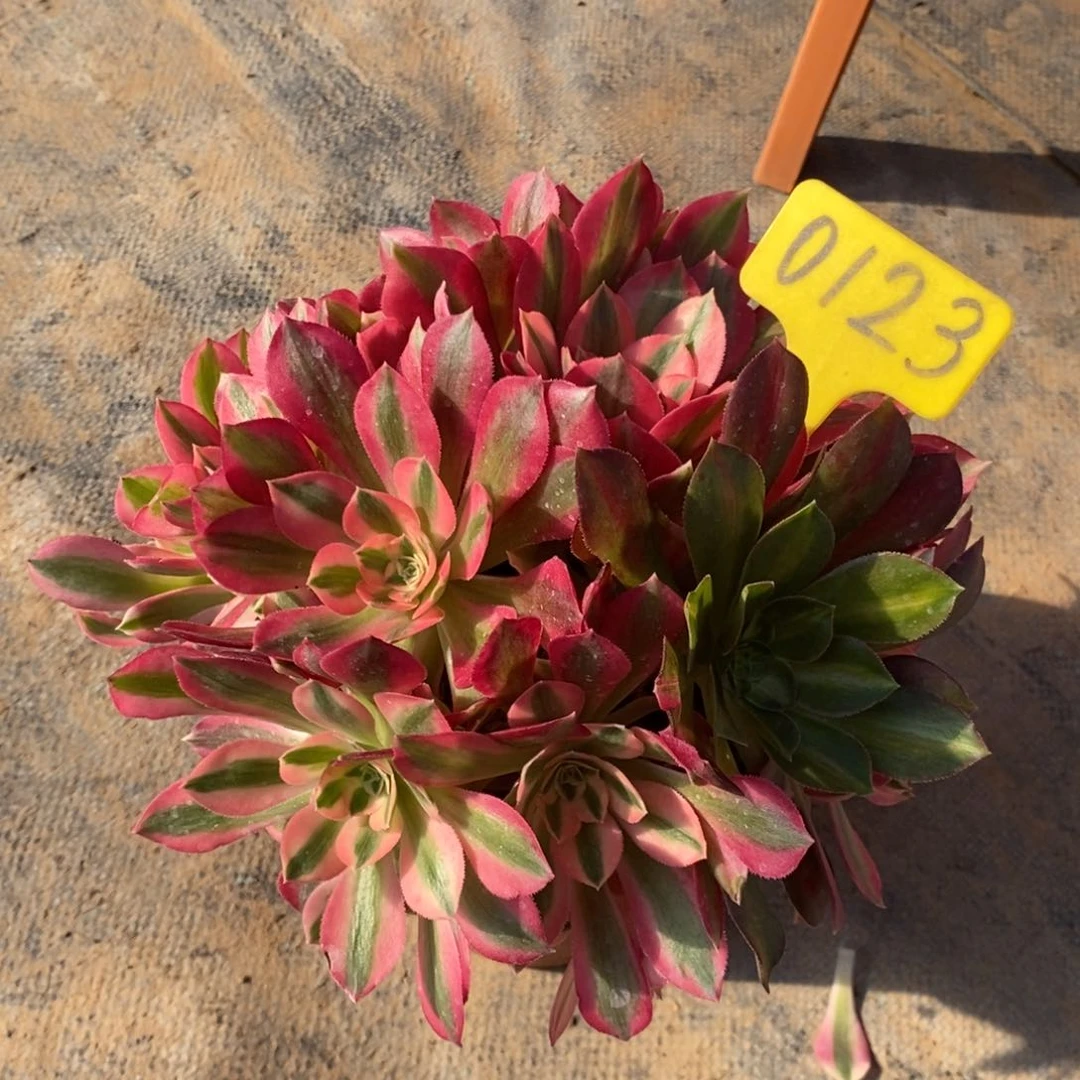 红陶春***地0123女巫。 一物一拍