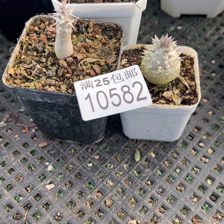 大黑582，一物一拍带盆