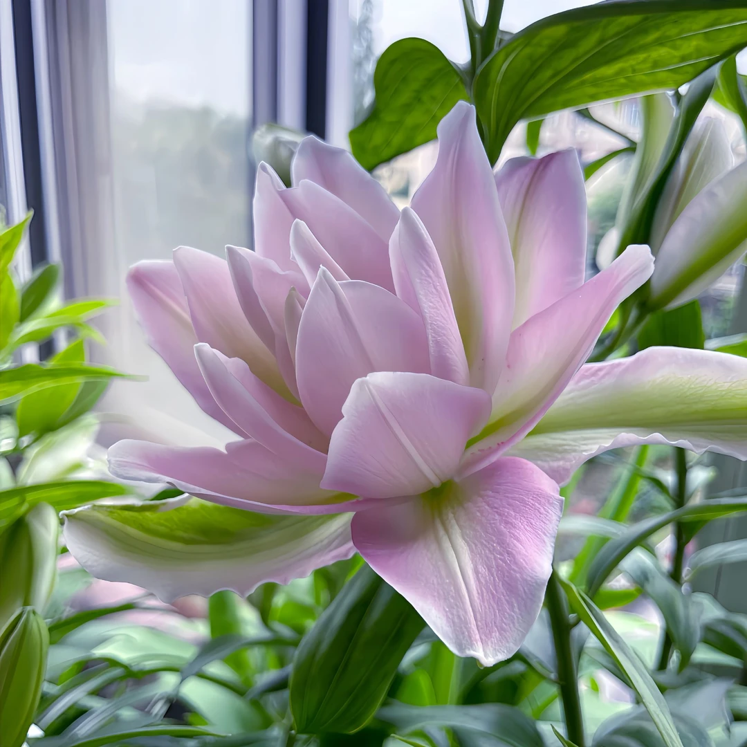 【常年开花】香水百合种球带芽发货阳台多头重瓣盆栽绿植四季室内外