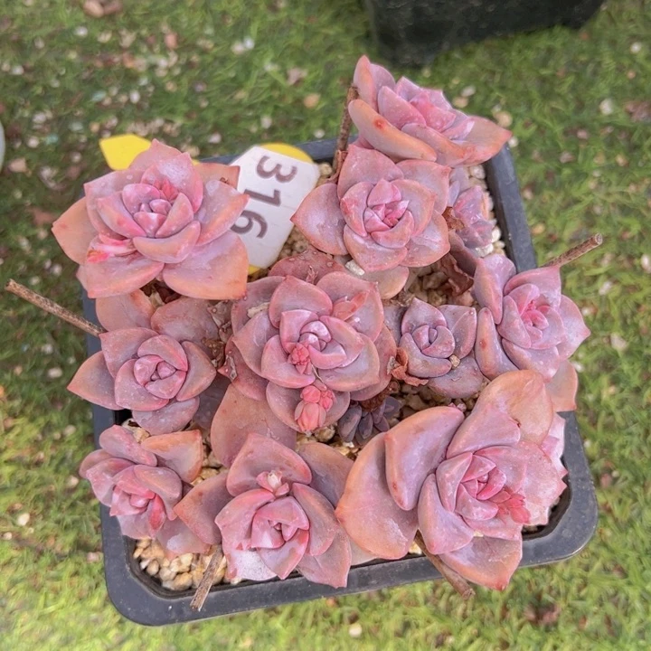 健健康康平平安安