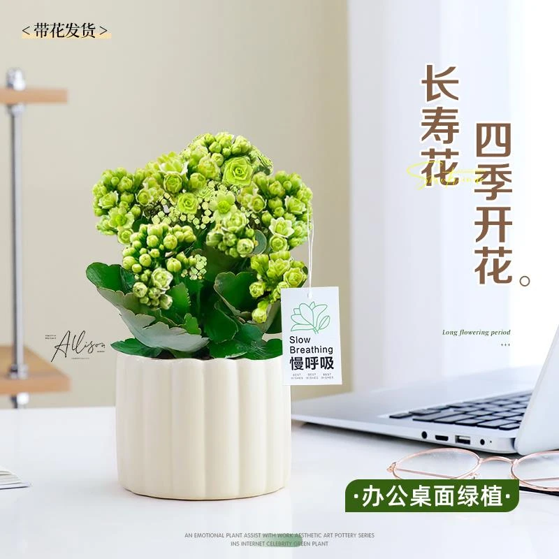 绿巴黎长寿花绿植盆栽带花苞室内四季开花好养工位办公室桌面花卉
