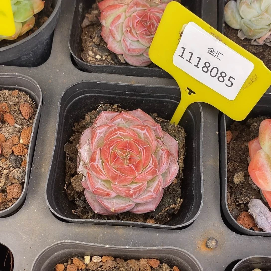 福利多多。1118085