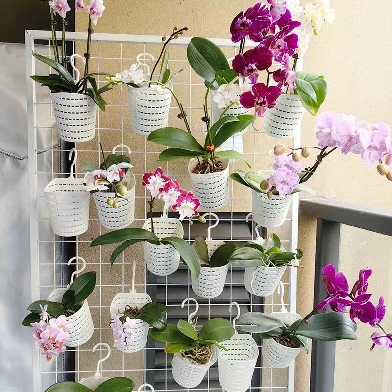 悠花里 蝴蝶兰 花架