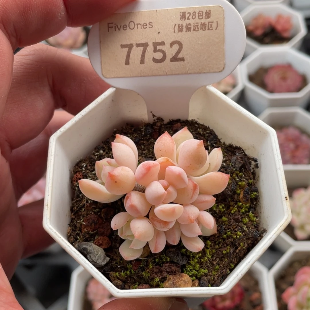 蜜桃格林7752-4.5厘米