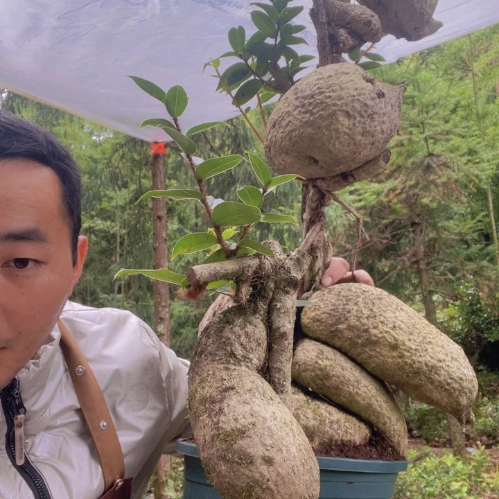 树萝卜等作物的种植