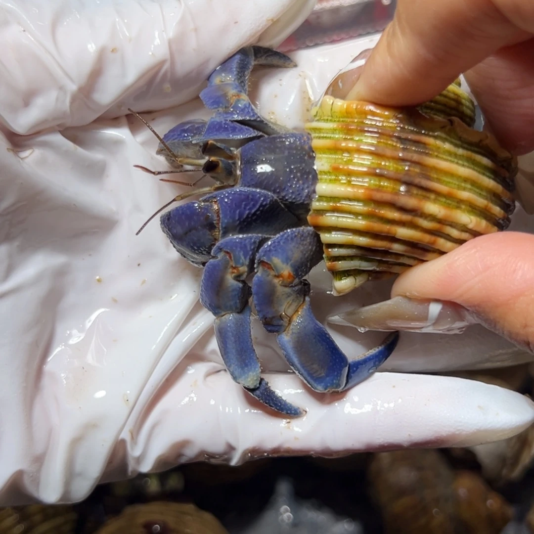 缺腿残联蓝色紫陆口径2.7