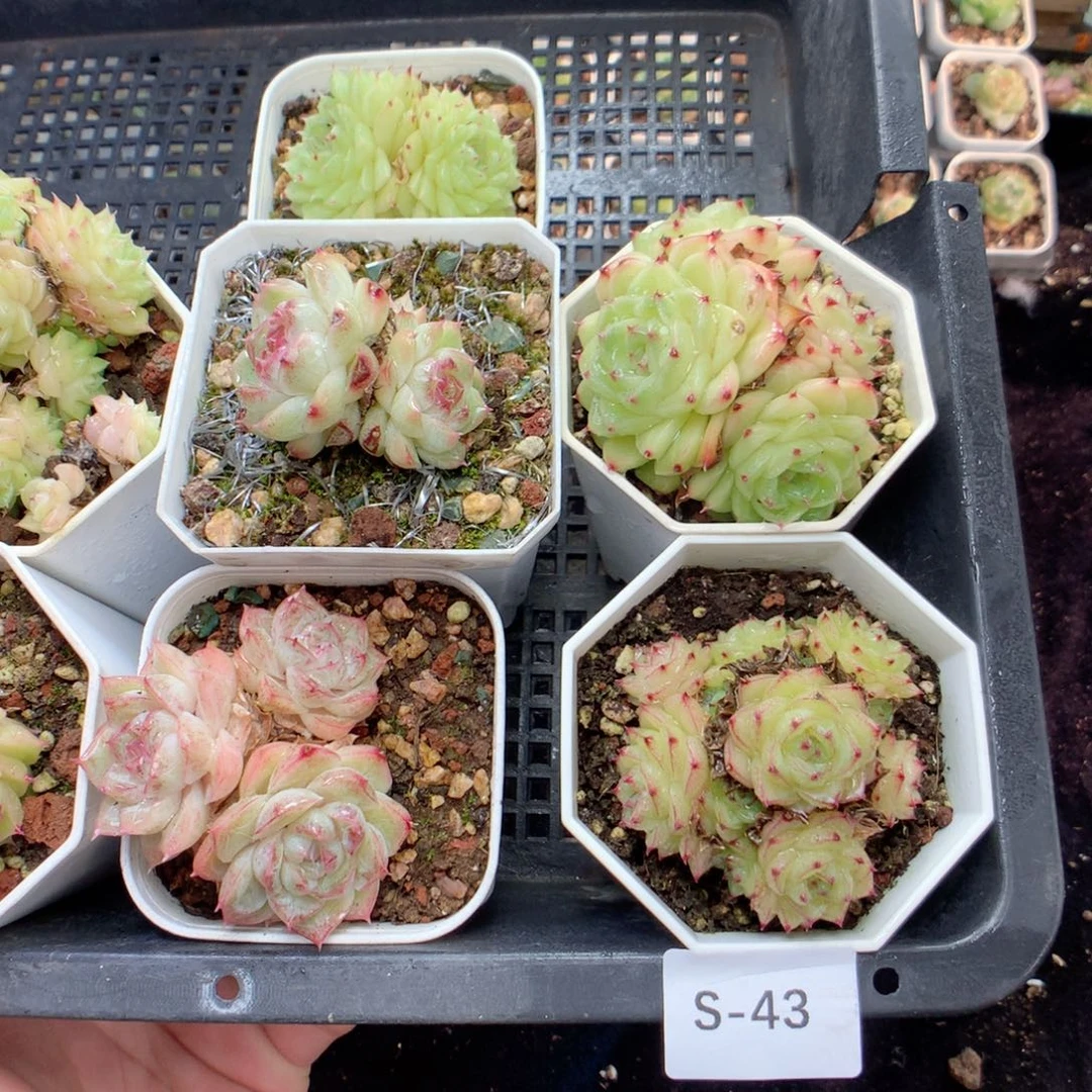 无花朵S43英语英语