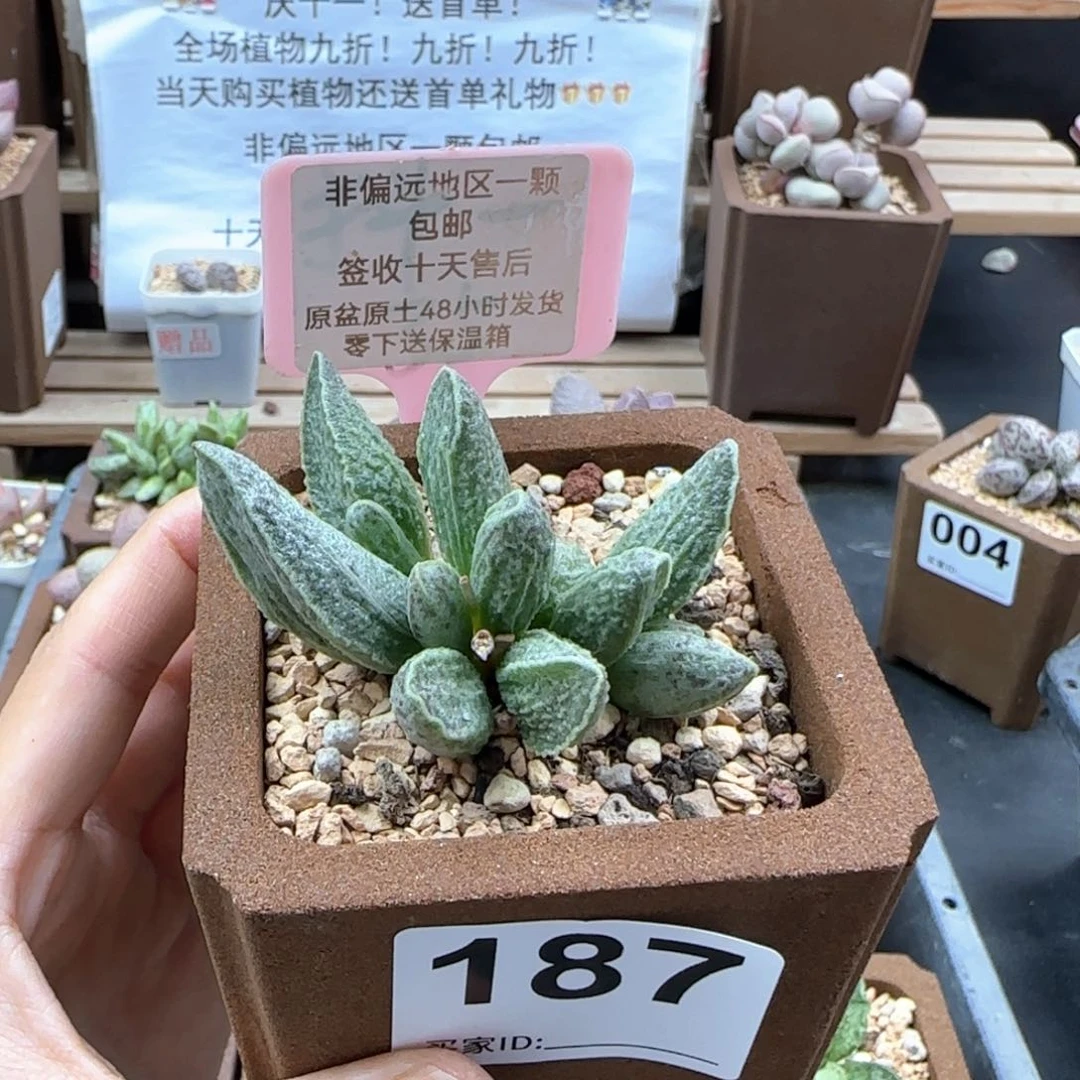 187酒红猪肝多肉