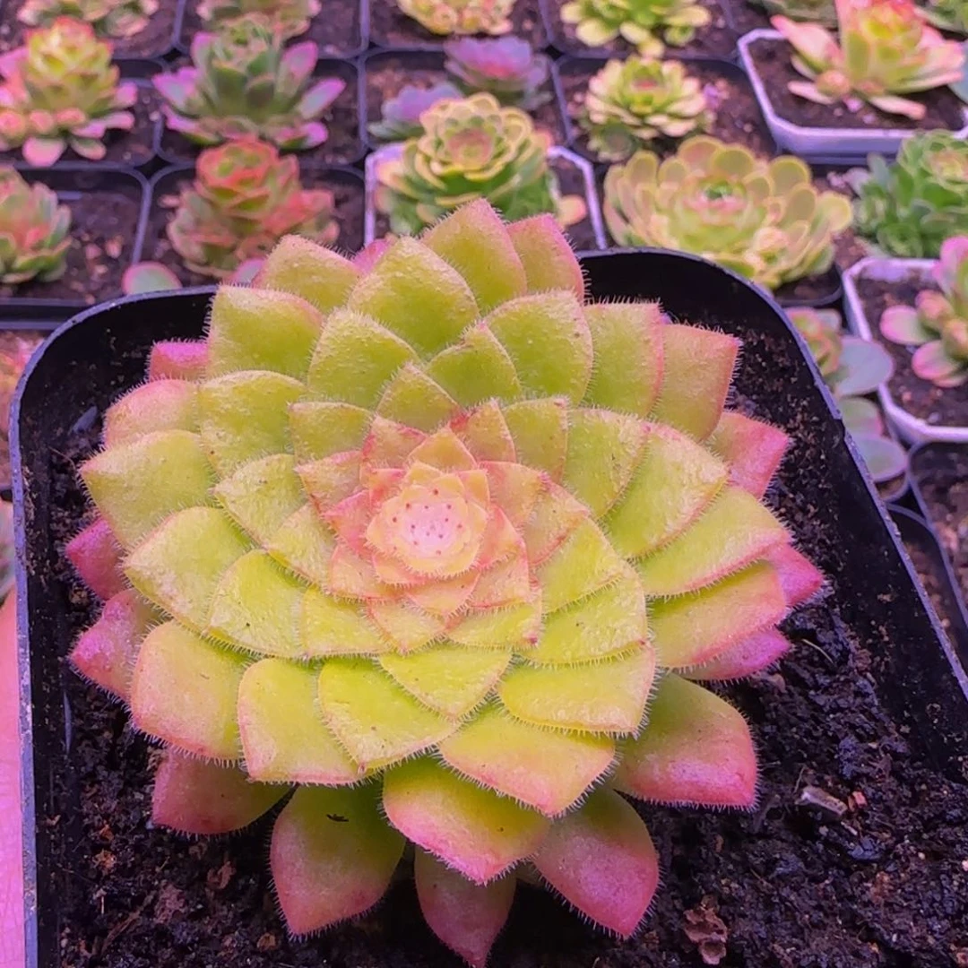 飞天惊鸿玫瑰2124242757575757