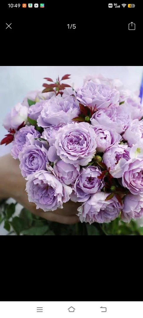 空濛月季灌木丰花耐热勤花蓝紫色多头多季节开花植物花卉盆栽庭院