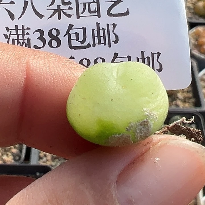 无花朵693号拉登1.5厘米