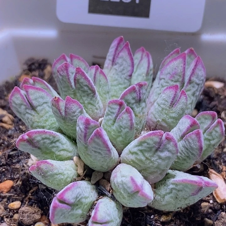 王****的5-2281王子的第三群猪蹄子