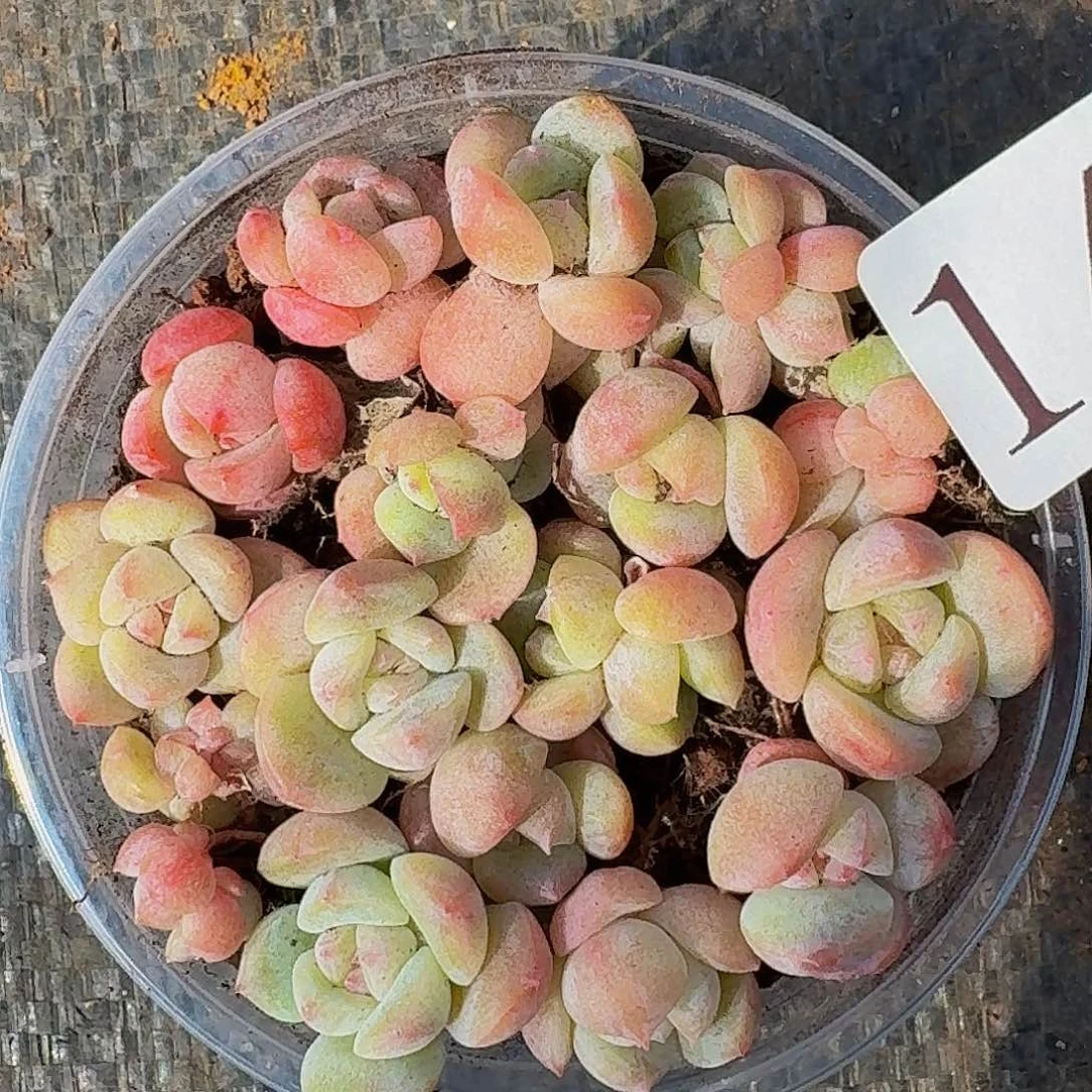 多肉植物多肉植物149