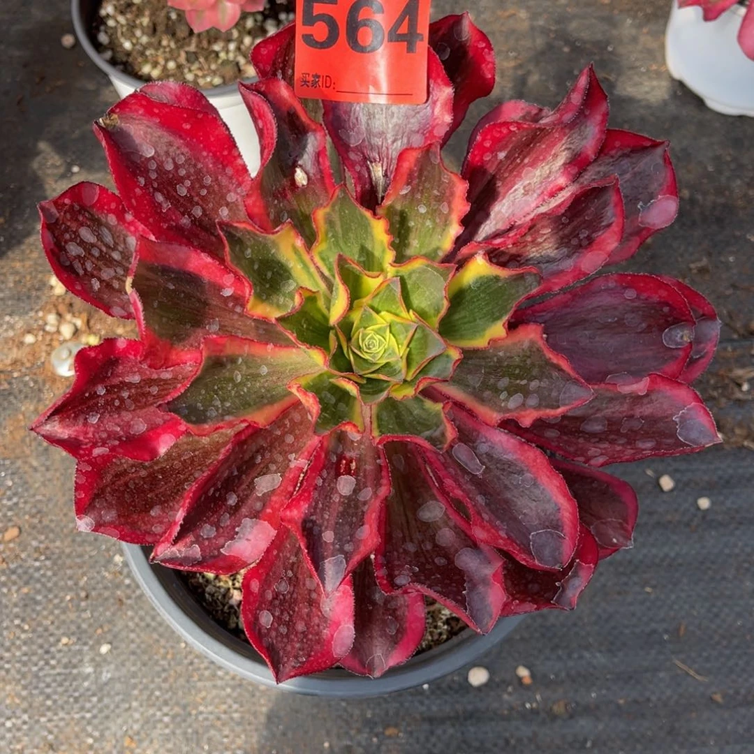 564多肉法师魅影