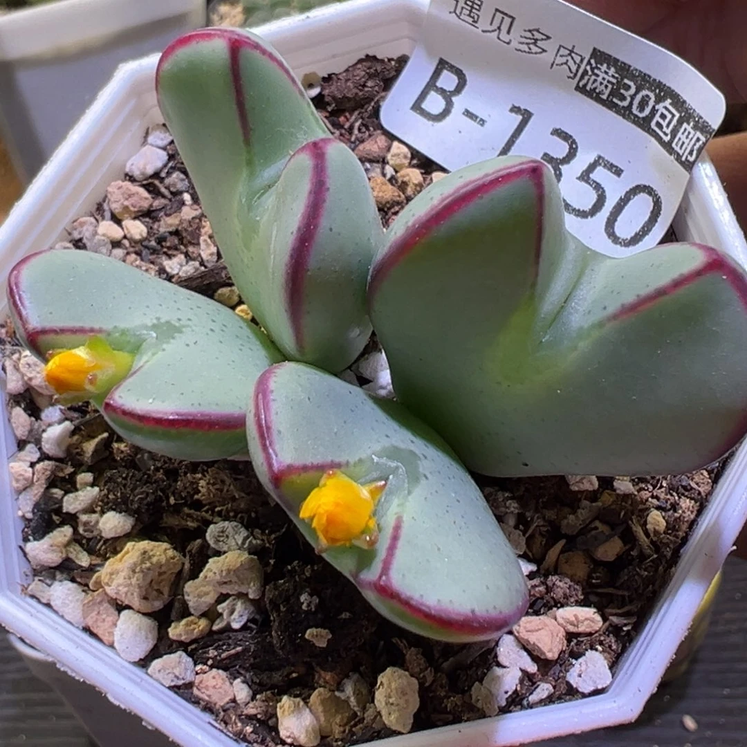 多肉植物11111111111