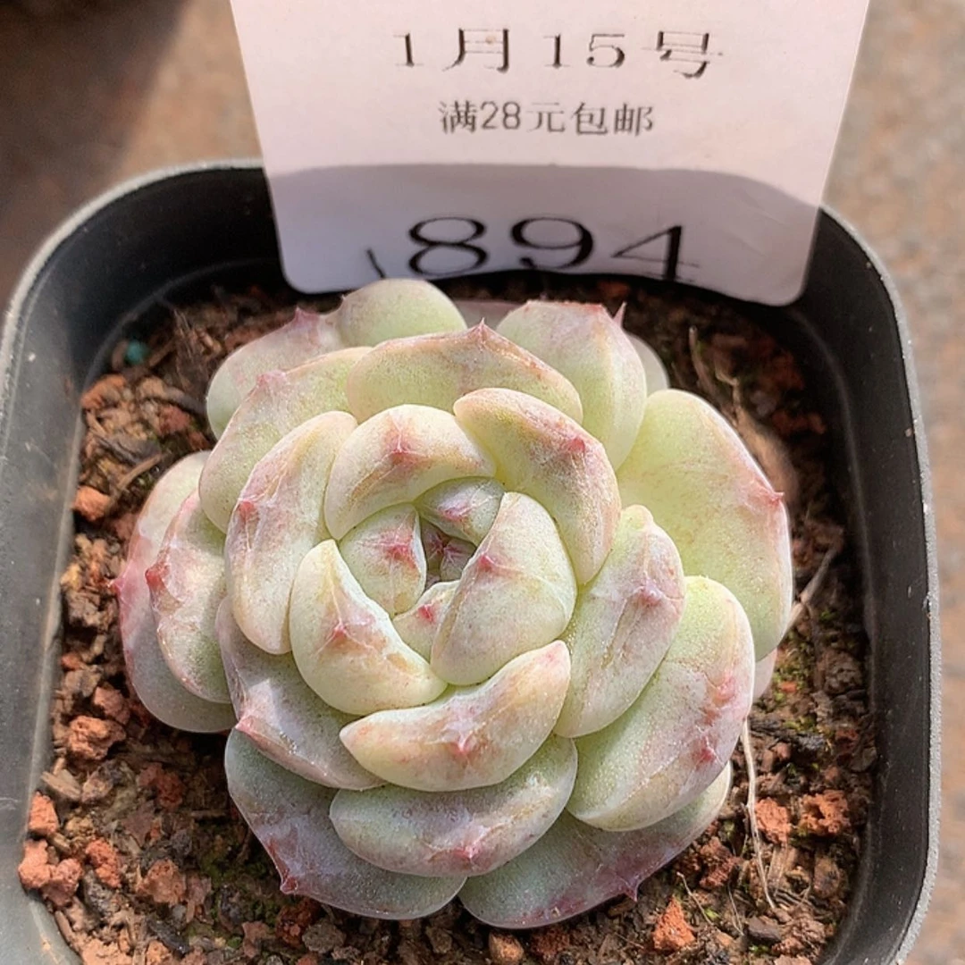 【闪购商品】云894