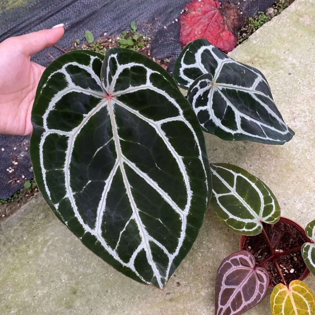 不开花植物红水晶杂