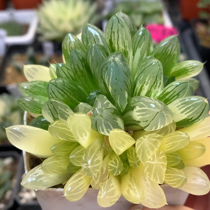 花火玉露锦带盆土发货