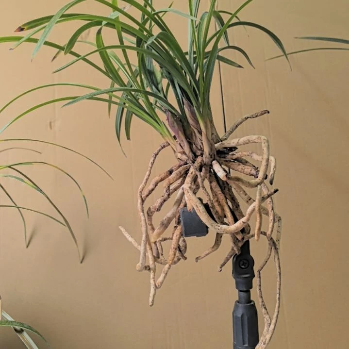 全部花苞新年闻香花卉春兰大富贵