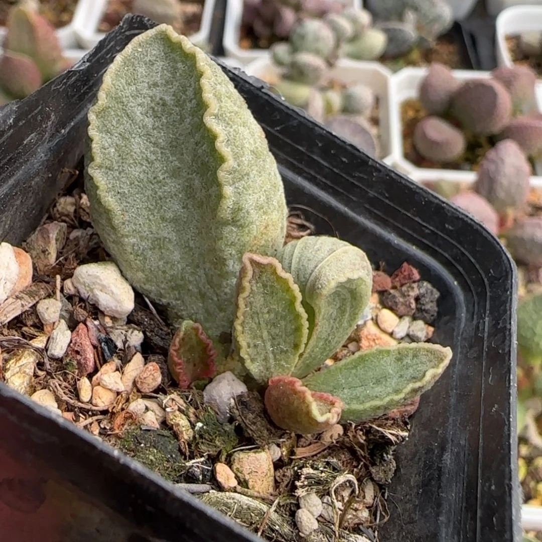 鲍鱼水泡多肉植物