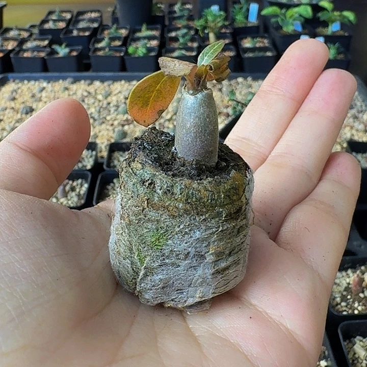 如***1索科特拉沙漠玫瑰