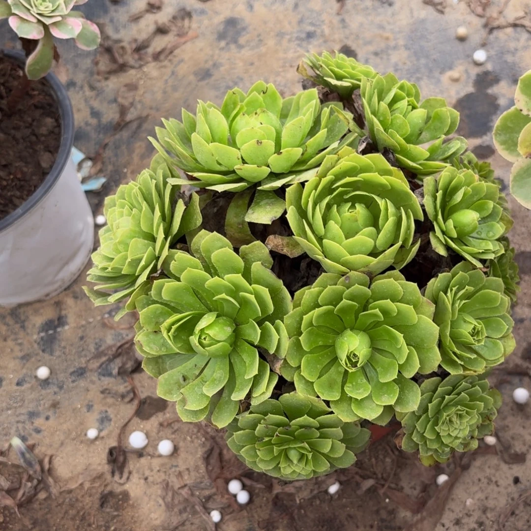 883多肉植物捧花的时候