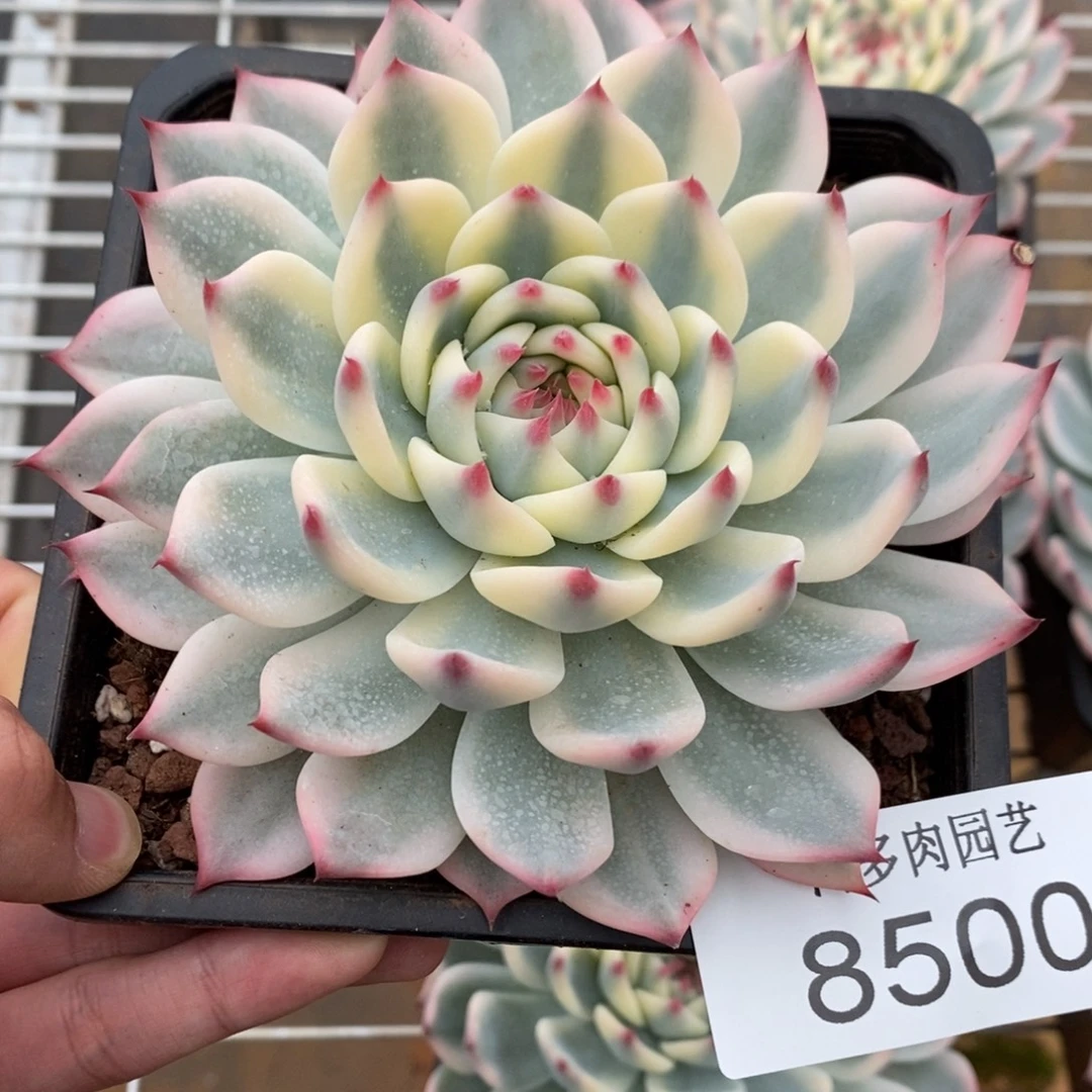 吉娃娃多肉植物8500