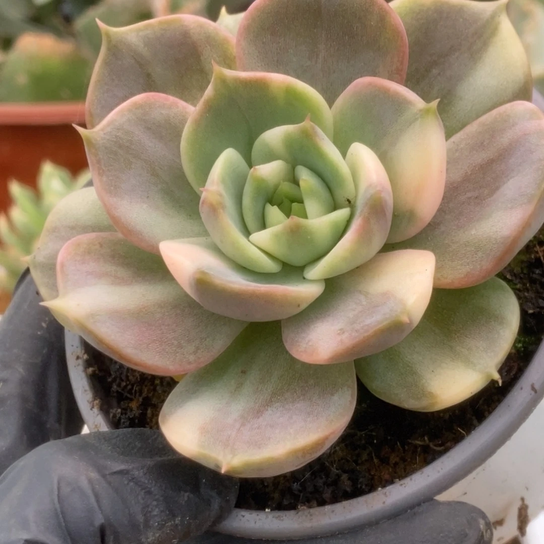 005贝加尔湖锦锦锦锦锦锦