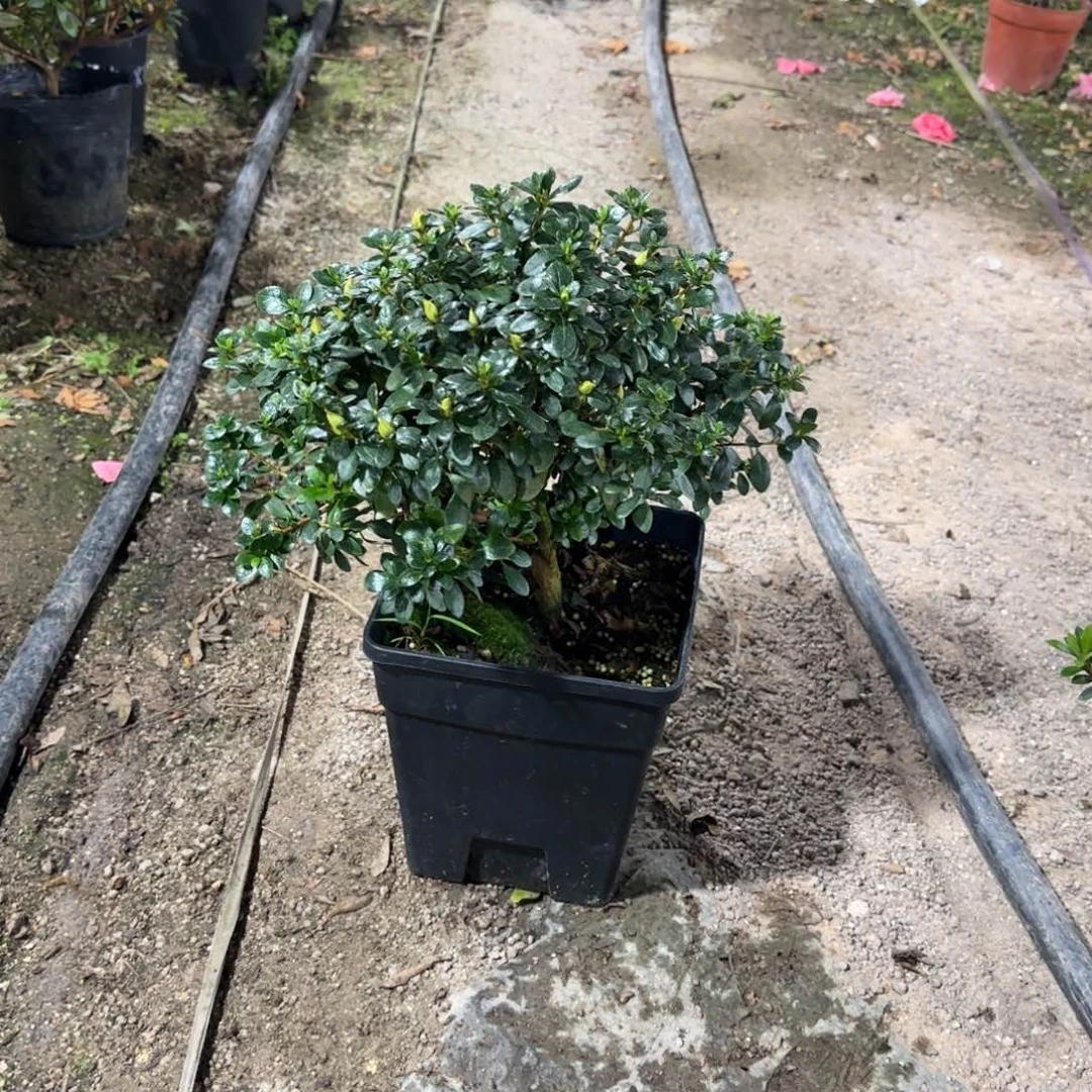 老***黄完全开放鹃姬杜鹃