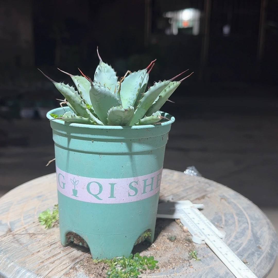 曲刺芭蕾龙舌兰一一