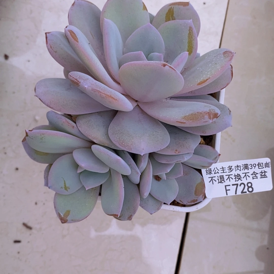 奶茶10cm728多肉植物