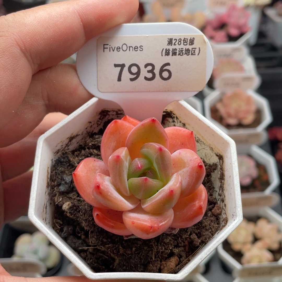 香槟7936-4.0厘米