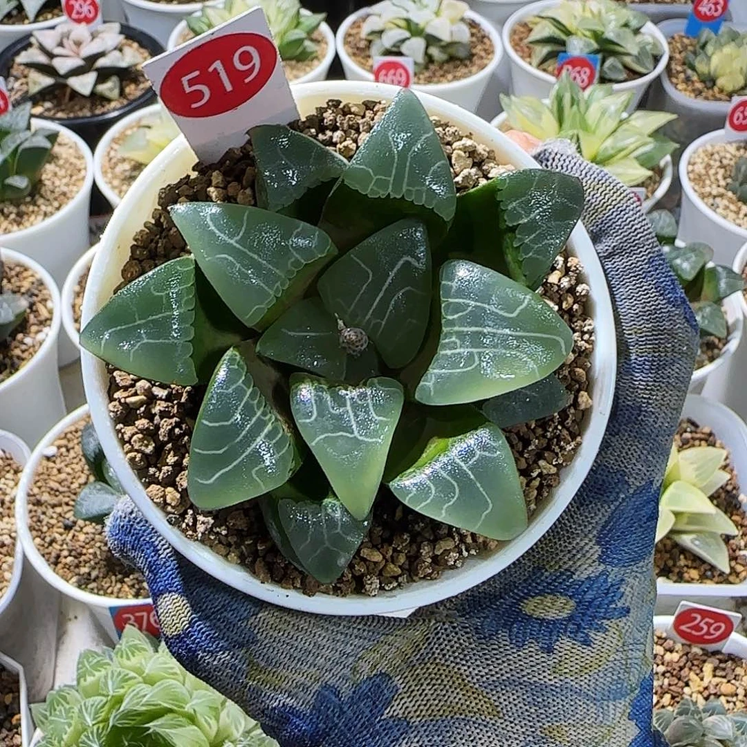 519号实生克 孤品 8厘米左右一物一拍带盆发货