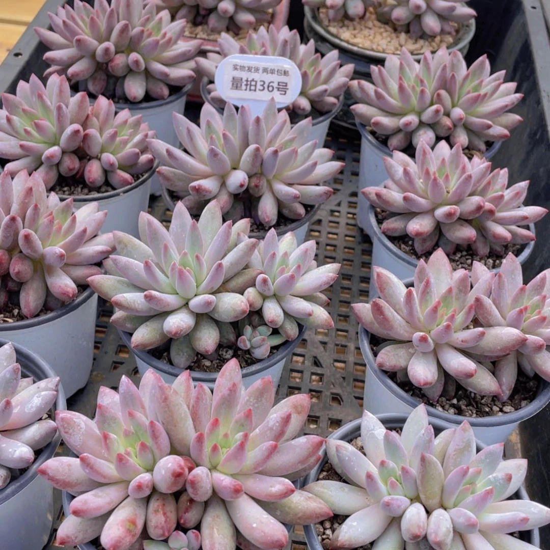 量拍36号 虞美人大双头一个