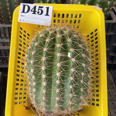 瑕疵毛花柱种子苗d 451