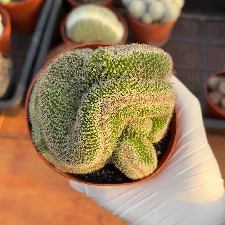 万***烟玉翁缀仙人球123