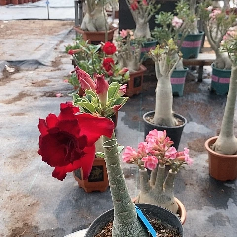 【闪购商品】喜****5绿植