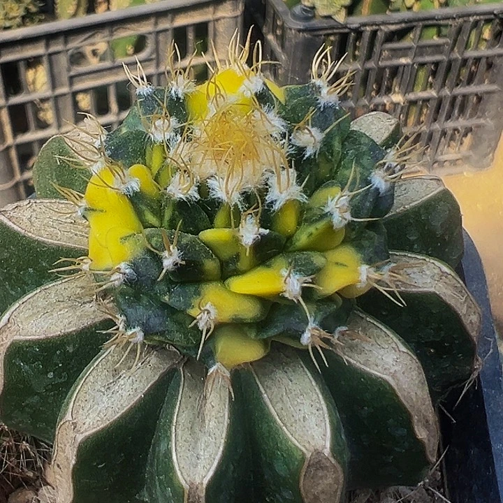 无花朵散班花锦蒂冠325