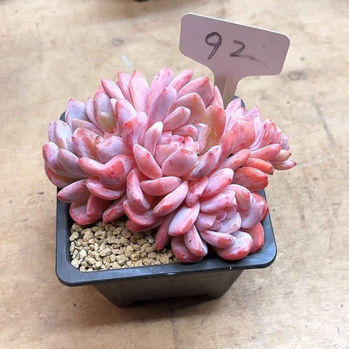 多肉植物，星影92号