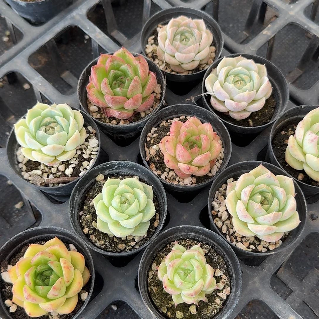 13-18左七多肉杂交麦秆十棵量拍