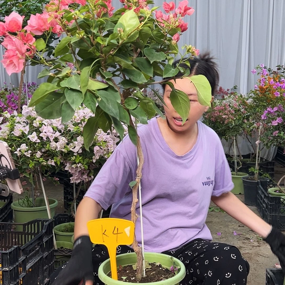 这***近完全开放K4不甜西瓜