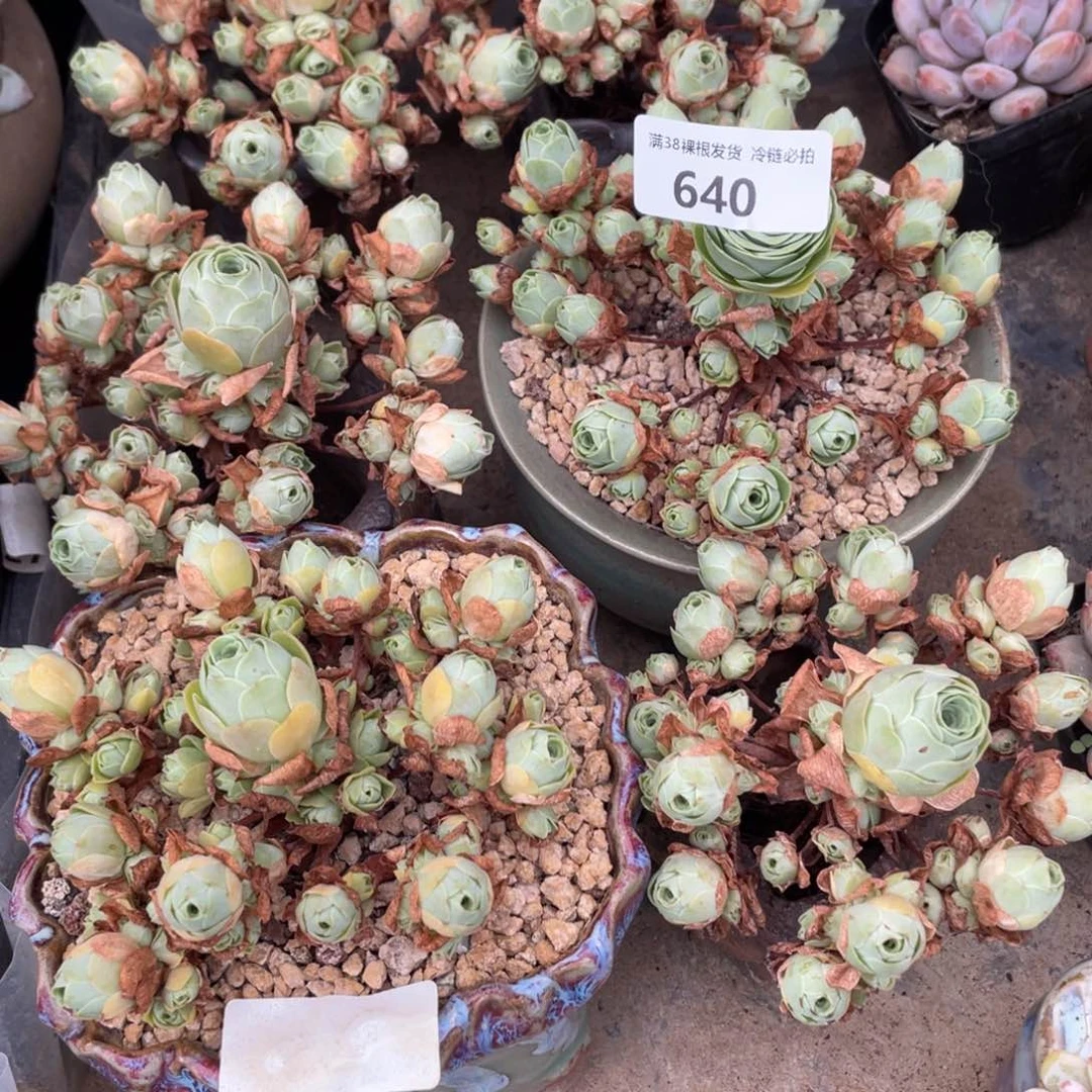 豌***豆640山地玫瑰六颗多肉植物