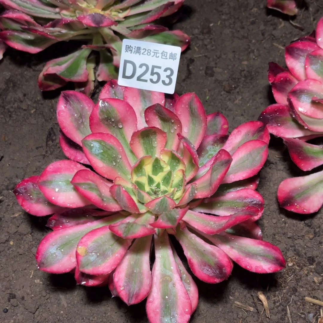 253多肉植物爱丽丝一圈头