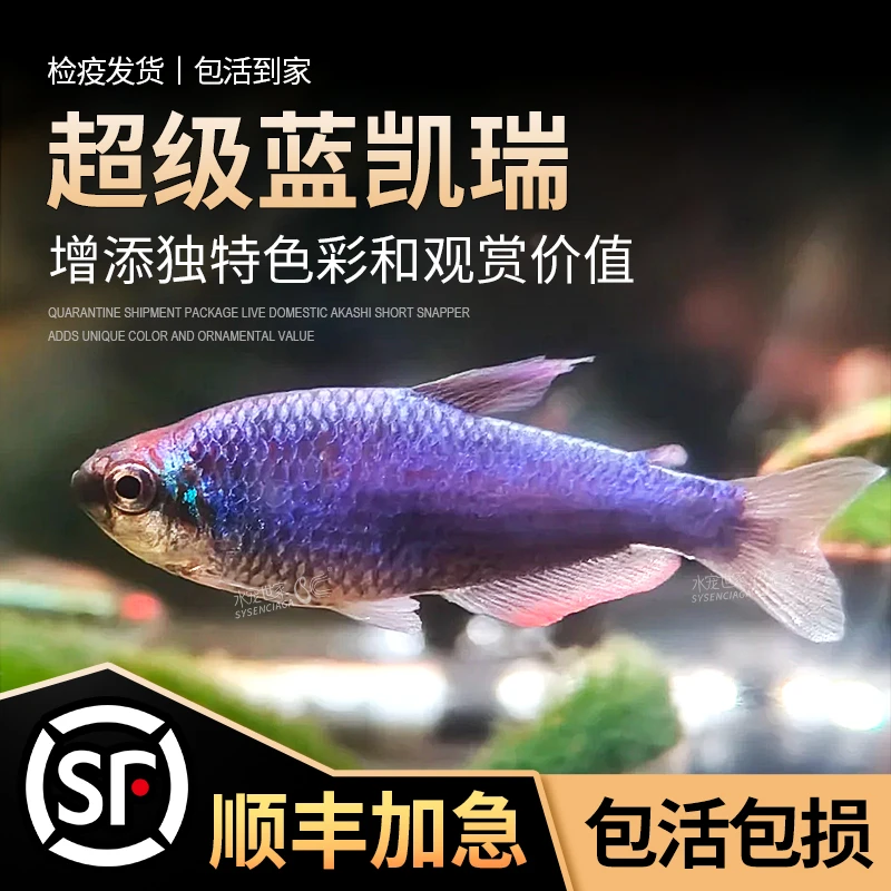 直播南美热带蓝凯瑞灯鱼黄化蓝国王鱼灯皇后凯莉灯鱼超级蓝国王