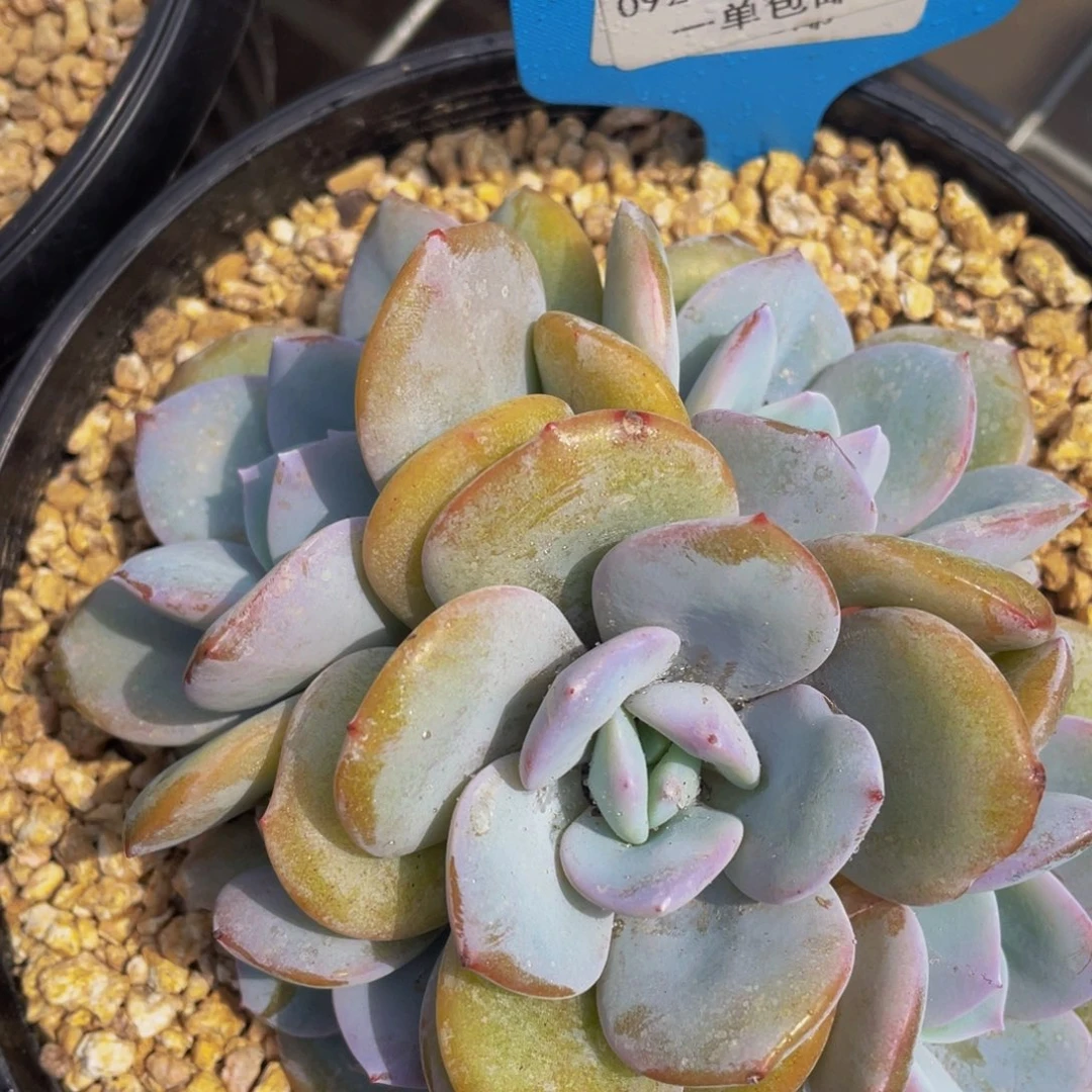 0928-8-手捧花黄体奶茶一颗