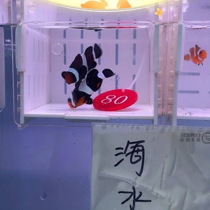 海水鱼创缸奥黑小丑鱼