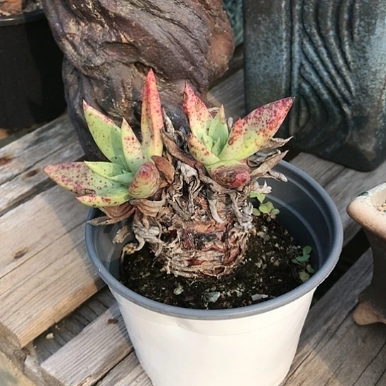 韩货库尔卓塔仙女棒